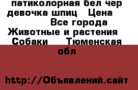 патиколорная бел/чер девочка шпиц › Цена ­ 15 000 - Все города Животные и растения » Собаки   . Тюменская обл.